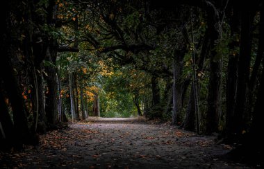 Eski bahçede sonbahar