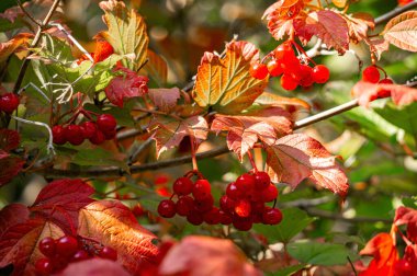 Sonbahar bahçesinde kırmızı viburnum üzümleri