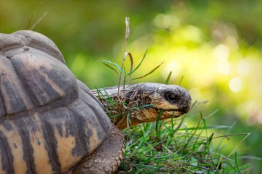 Vahşi kaplumbağa güneşli bahçede güneşleniyor.