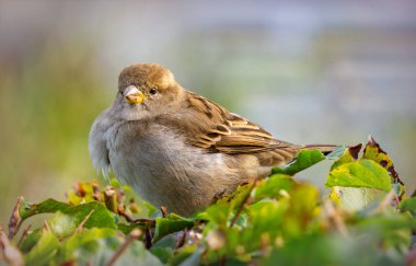 Yeşil sonbahar bahçesindeki serçe