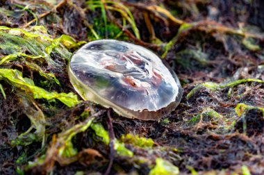 Deniz anası ve deniz yosunları.