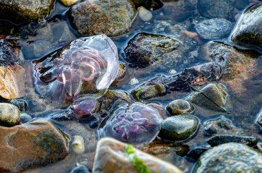 Deniz anası ve deniz yosunları.