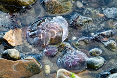 Deniz anası ve deniz yosunları.