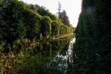 Pond in an old green park