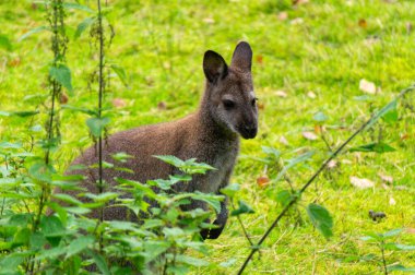 Güneşli yeşil bir çayırda kanguru kangurusu.