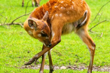 Güneşli bir çayırda geyik sürüsü