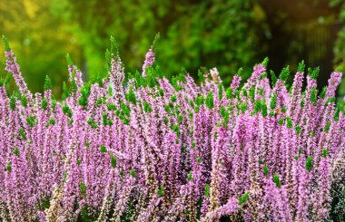 Sonbahar parkında pembe funda çiçekleri