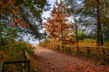 Baltık Denizi kıyısında renkli bir sonbahar sabahı