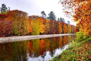 Sonbahar Oliwa Parkı, Gdansk. Sarı yapraklar ve göl.