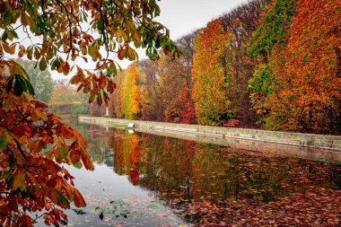 Sonbahar Oliwa Parkı, Gdansk. Sarı yapraklar ve göl.