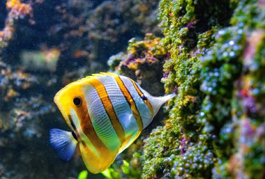 Mercan resifinde renkli tropikal kelebek balığı