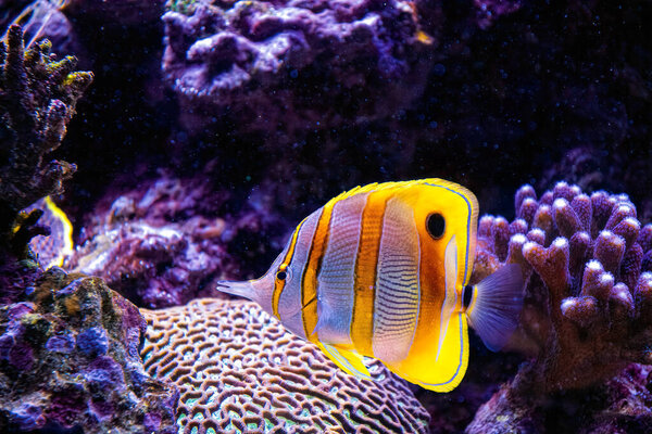 Colourful tropical butterflyfish on the coral reef