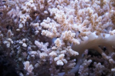 Mercan resifinde deniz şakayığı