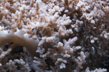 Mercan resifinde deniz şakayığı