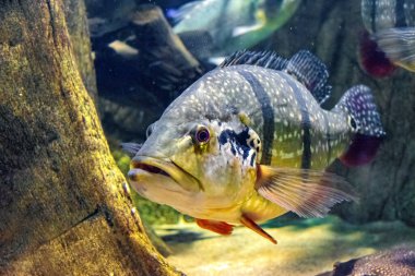 Benekli Pavon, cichla temensis. Güney Amerika 'dan dev yırtıcı cichlid.