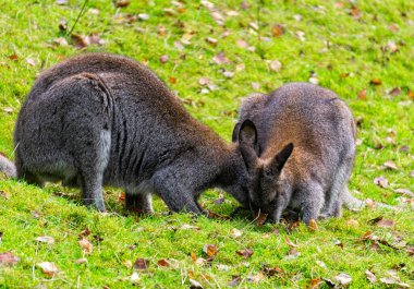 Güneşli yeşil bir çayırda kanguru kangurusu.