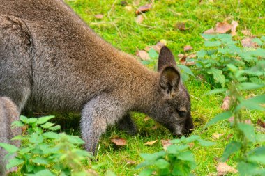 Güneşli yeşil bir çayırda kanguru kangurusu.