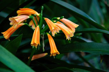 Blooming clivia African Orange flowers, tropical garden clipart