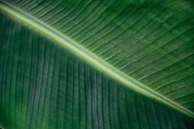 Muz palmiyesi yaprakları, arka plan ve doku
