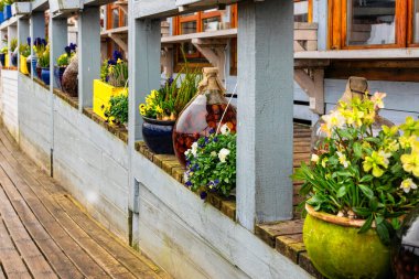 Çiçek saksılarında renkli çiçek fideleri. Bahar bahçesi 