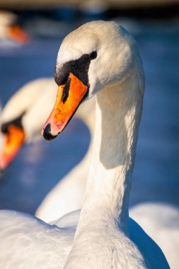 Kışın Baltık Denizi kıyısında kuğular