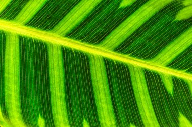 Yeşil yaprak arkaplanı ve dokusu