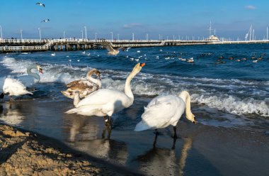 Kışın Baltık Denizi kıyısında kuğular