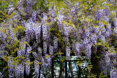 Çiçekli bahar mor salkımı, renkli bahçe