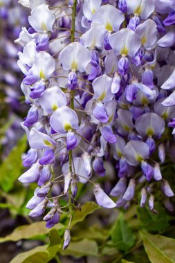 Çiçekli bahar mor salkımı, renkli bahçe