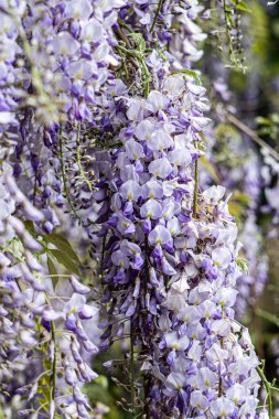 Çiçekli bahar mor salkımı, renkli bahçe