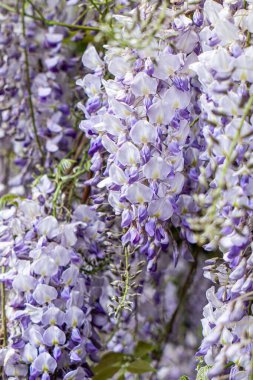 Çiçekli bahar mor salkımı, renkli bahçe