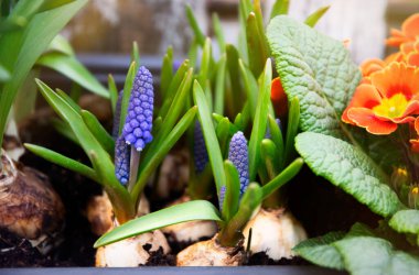 Bahar bahçesinde çiçek açan muscari sümbülleri ve narsisleri