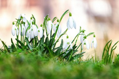 Beyaz çiçek açan kar damlaları. İlk bahar ormanı çiçekleri