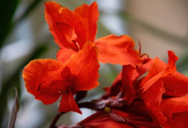 Çiçek açan kırmızı konserve çiçekleri, tropikal bahçeler