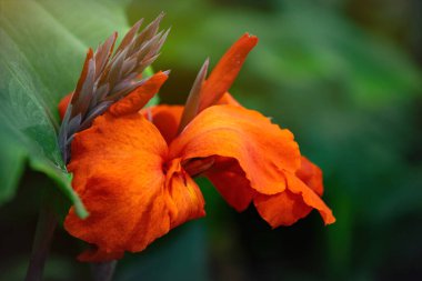 Çiçek açan kırmızı konserve çiçekleri, tropikal bahçeler