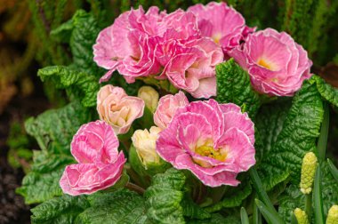 Bahar parkında çiçek açan pembe çiçek.