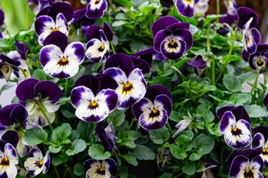 Bahar bahçesinde çiçek açan hanım evlatları