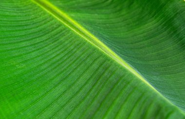 Muz palmiyesi yaprakları, arka plan ve doku