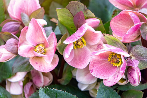 Blooming hellebore flowers in the spring garden
