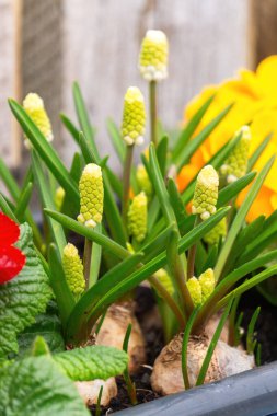 Bahar bahçesinde çiçek açan muscari sümbülleri.