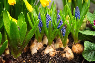Bahar bahçesinde çiçek açan muscari sümbülleri.