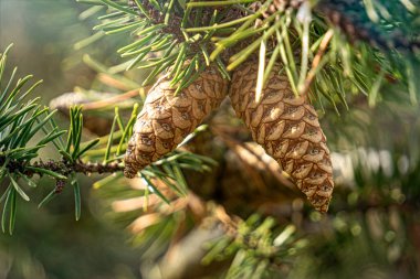 Çam kozalakları ve iğneler. Kozalaklı orman arka planı