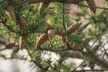 Çam kozalakları ve iğneler. Kozalaklı orman arka planı