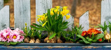 Bahar Paskalya Bahçesi. Tatil nergis çiçeği süslemeleri.