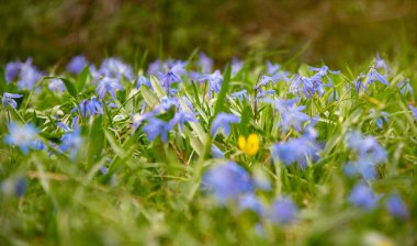 BlueBell çiçeği güneşli bahar ormanında