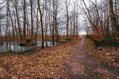 Bataklıkta ve kış ormanlarında toprak izleri