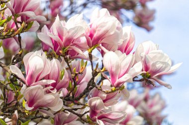 Bahar bahçesinde çiçek açan pembe manolyalar