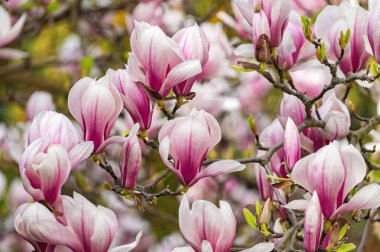 Bahar bahçesinde çiçek açan pembe manolyalar
