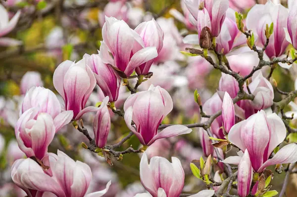Bahar bahçesinde çiçek açan pembe manolyalar