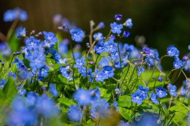 Güneşli bahar bahçesinde mavi campanula çiçeği